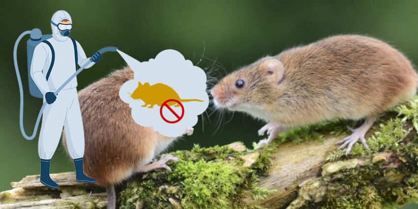 Dịch Vụ Diệt Chuột Tận Gốc Kiểm Soát Động Vật Gây Hại Pestpro Đà Lạt
