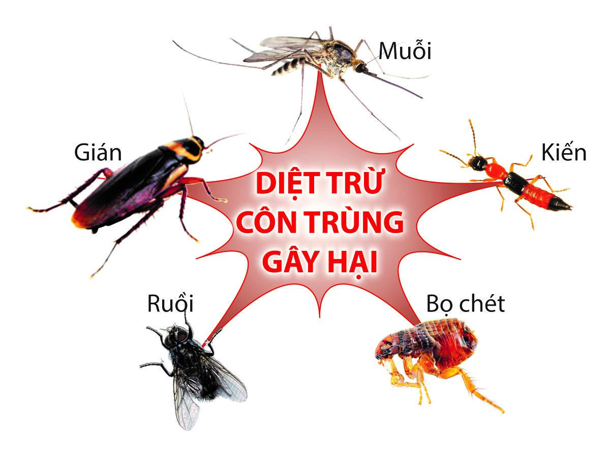 Xử Lý Côn Trùng Tại Bảo Lộc
