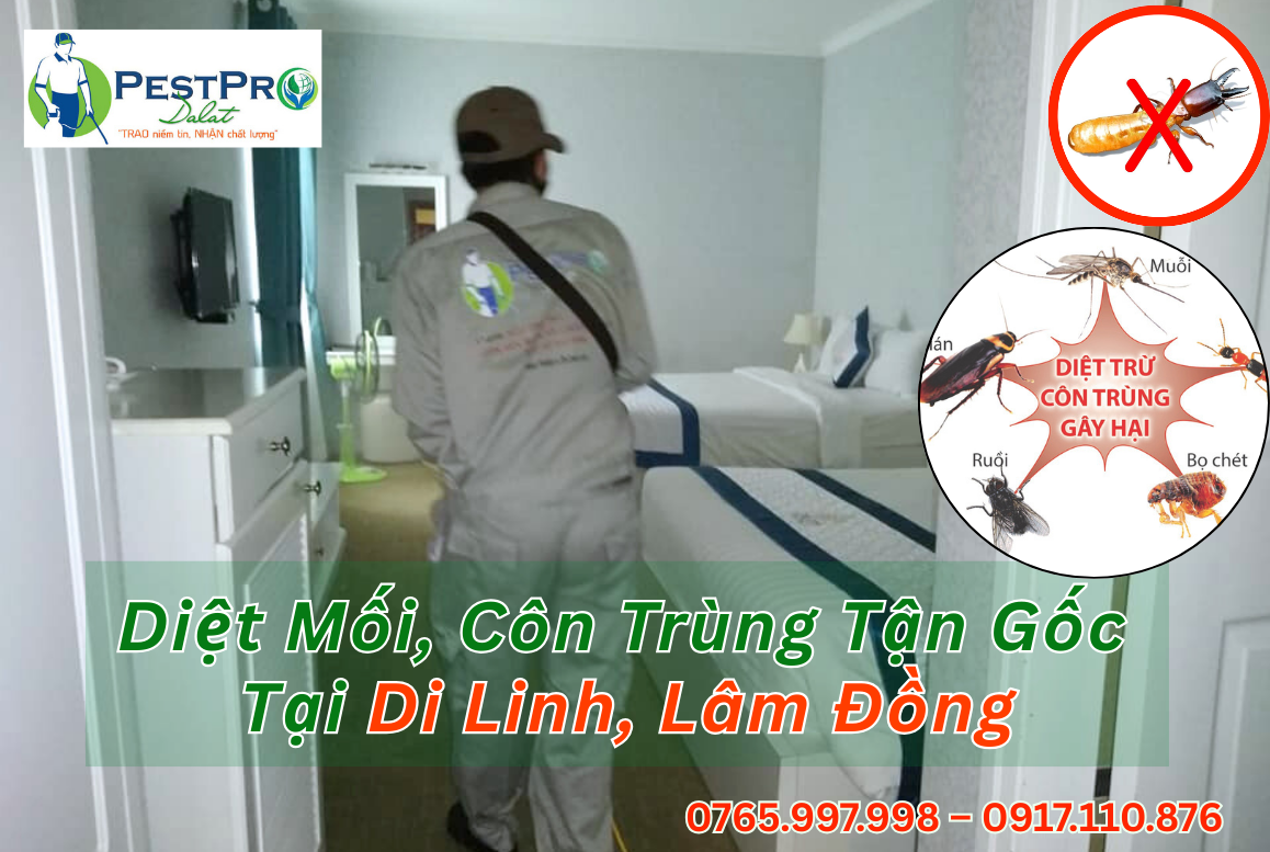Diệt Mối, Côn Trùng Tận Gốc Tại Nhà ở Di Linh, Lâm Đồng