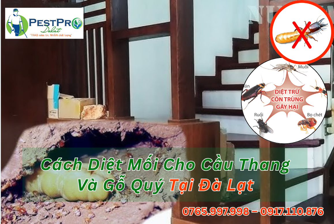 Diệt Mối Cho Cầu Thang Và Gỗ Quý Tại Đà Lạt 