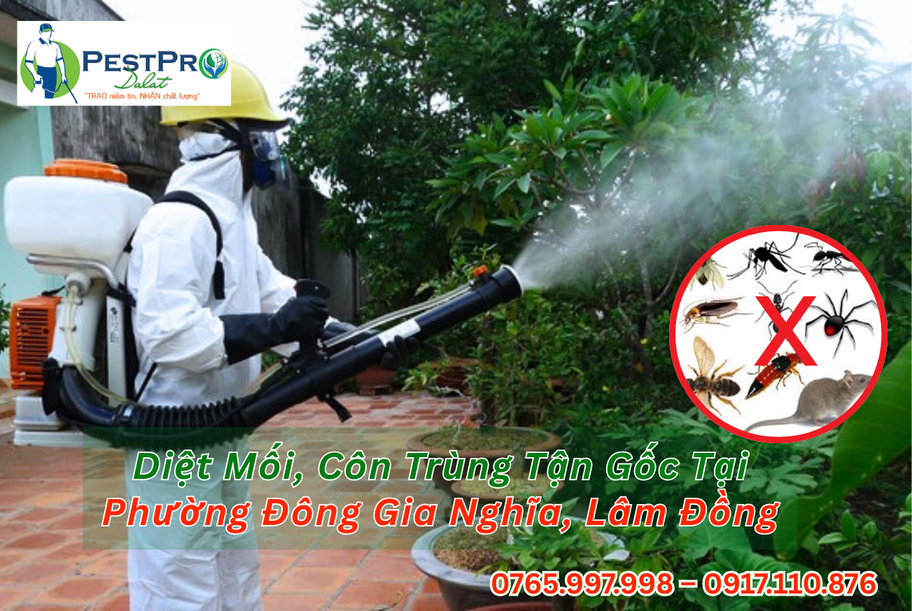 Diệt Mối, Côn Trùng Tận Gốc Tại Phường Đông Gia Nghĩa, Lâm Đồng