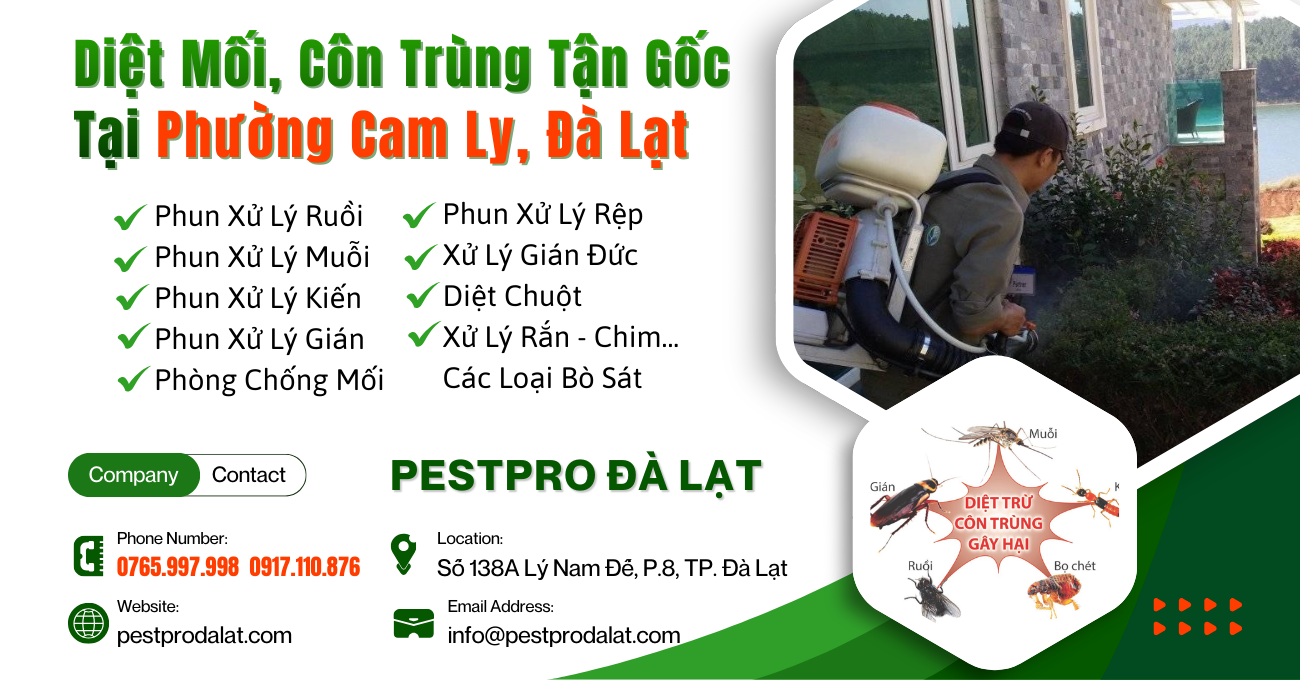 Diệt Mối, Côn Trùng Tận Gốc Tại Phường Cam Ly, Đà Lạt