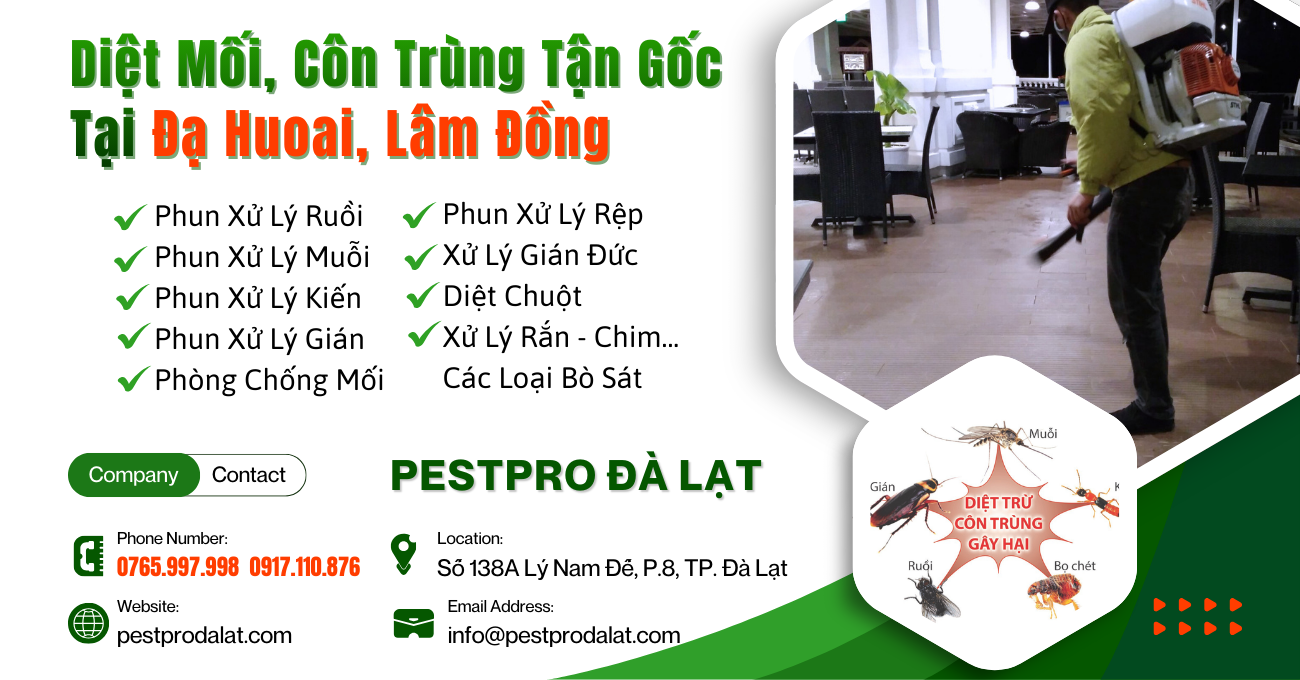 Diệt Mối, Côn Trùng Tận Gốc Tại Nhà ở Đạ Huoai, Lâm Đồng