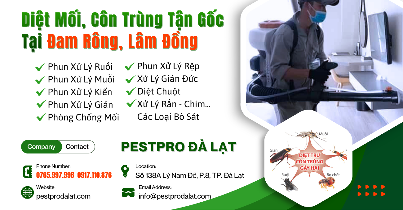 Diệt Mối, Côn Trùng Tận Gốc Tại Nhà ở Đam Rông, Lâm Đồng