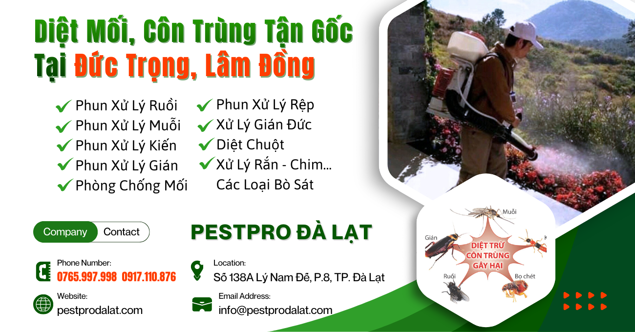 Diệt Mối, Côn Trùng Tận Gốc Tại Nhà ở Đức Trọng, Lâm Đồng