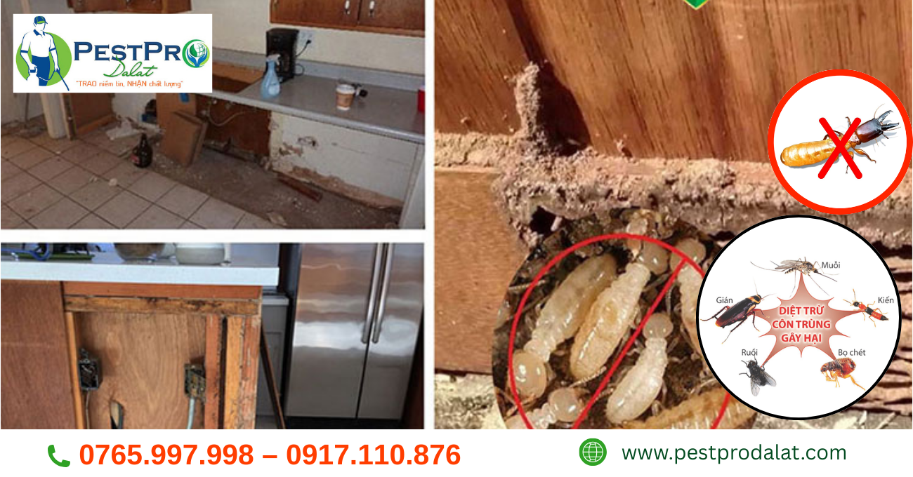 Cách Diệt Mối Gỗ Thông Tại Đà Lạt