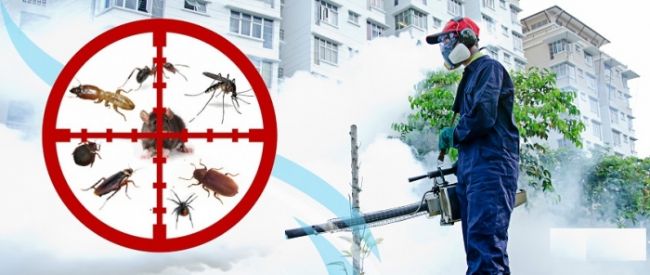 Diệt Mối, Côn Trùng Tận Gốc Tại Nhà ở Lạc Dương, Lâm Đồng