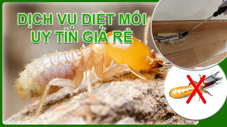 Diệt Mối, Côn Trùng Tận Gốc Tại Phường Xuân Trường, Đà Lạt