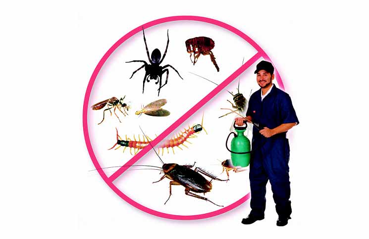 Đơn Vị Diệt Côn Trùng Tại Đà Lạt