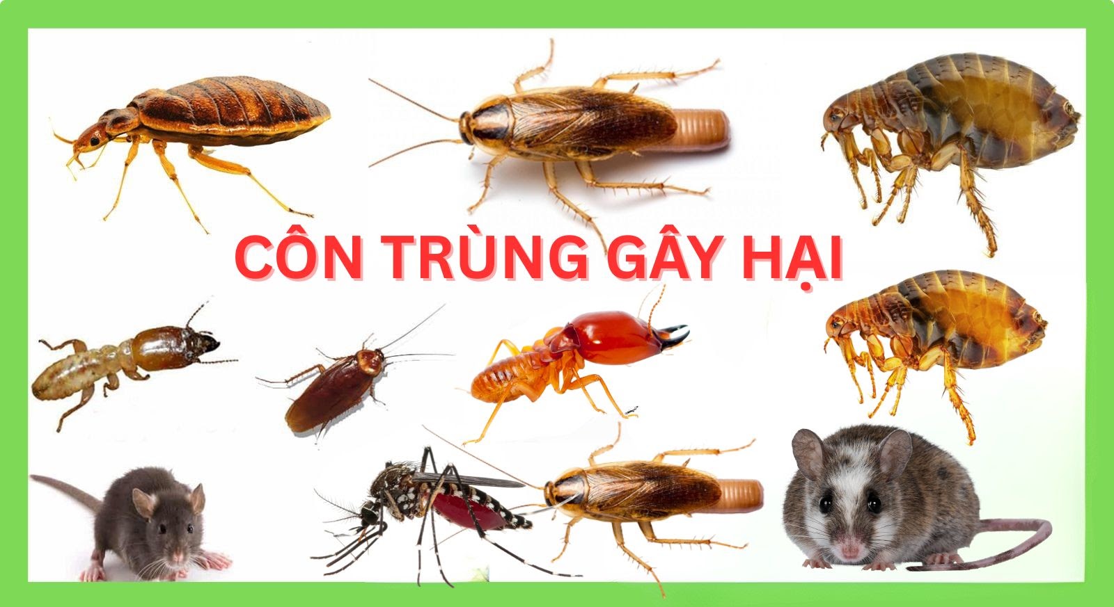 Diệt Mối, Côn Trùng Tận Gốc Tại Phường Nghĩa Thành, Lâm Đồng