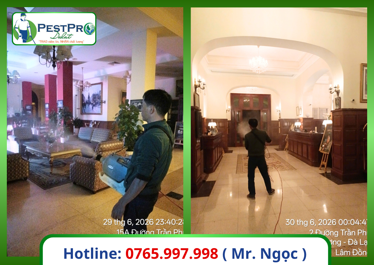 Cách diệt gián Đức