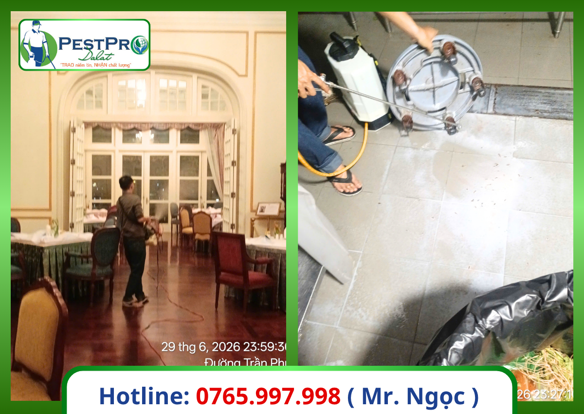 Cách diệt gián Đức