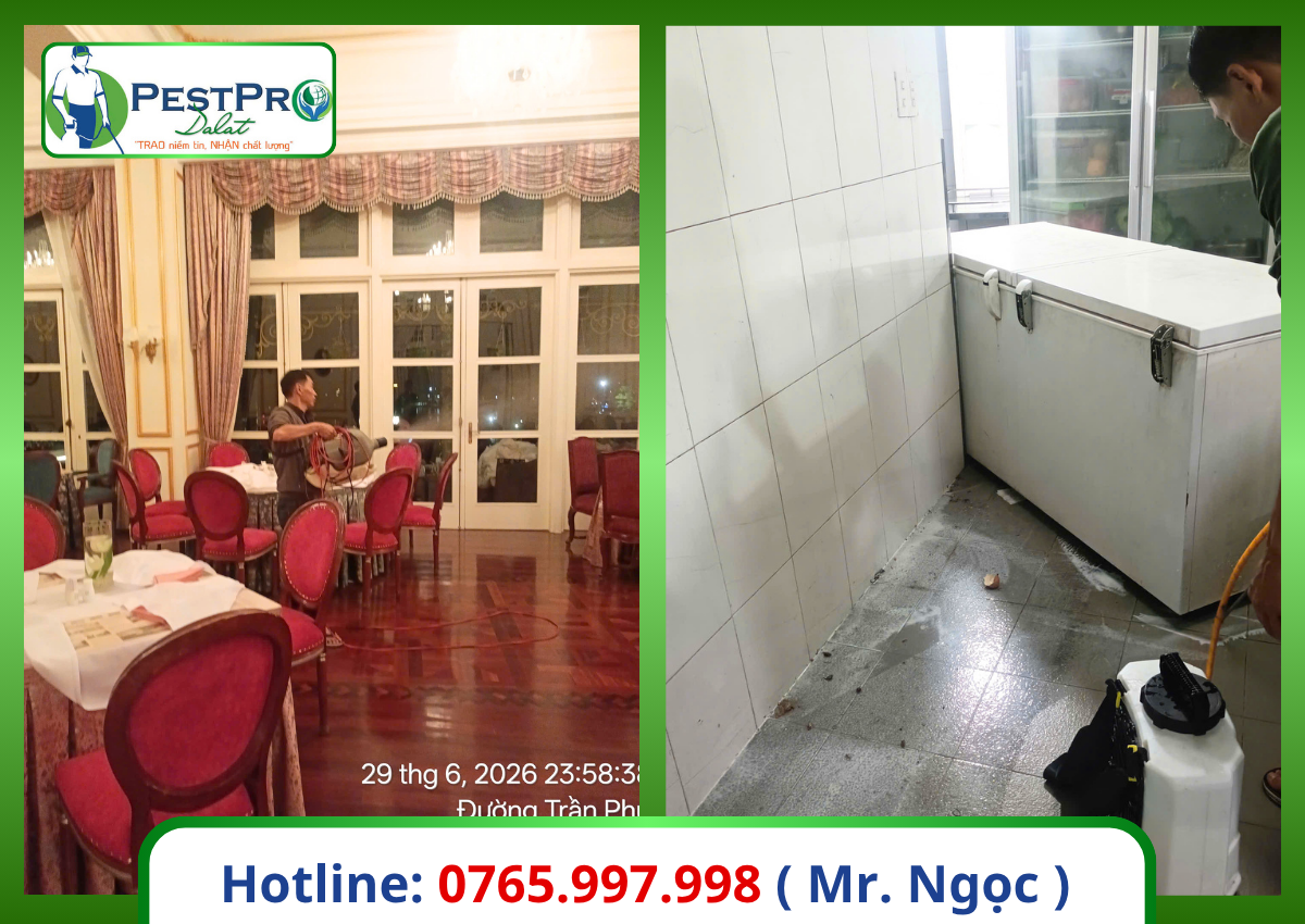 Cách diệt gián Đức