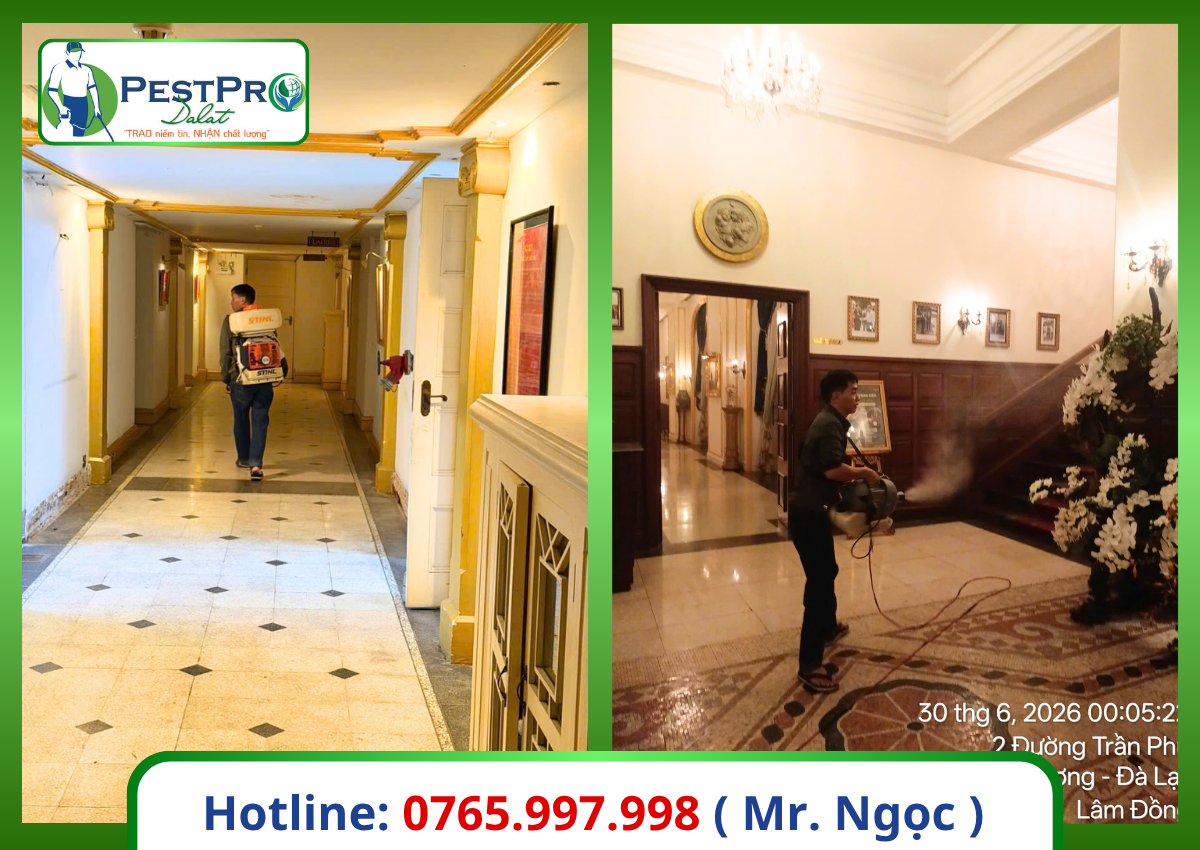Cách diệt gián Đức