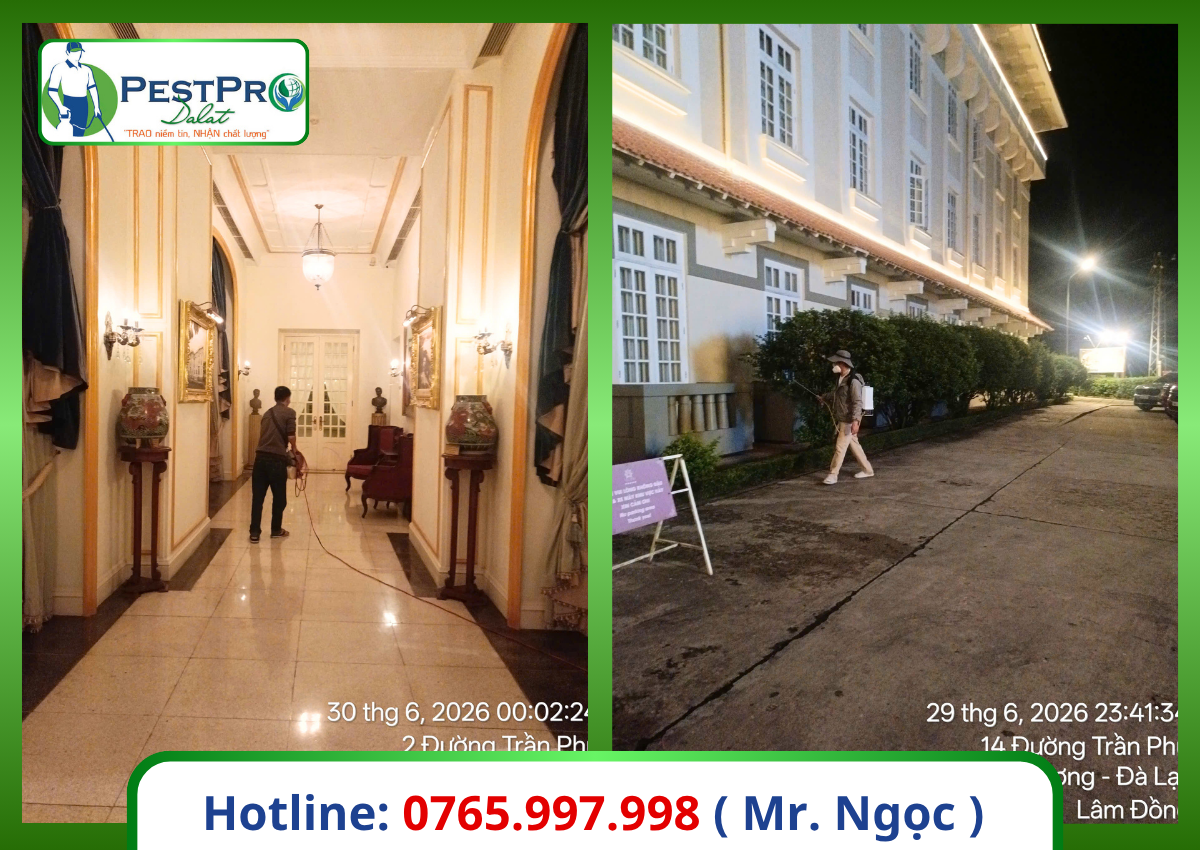 Diệt gián Đức tận gốc 
