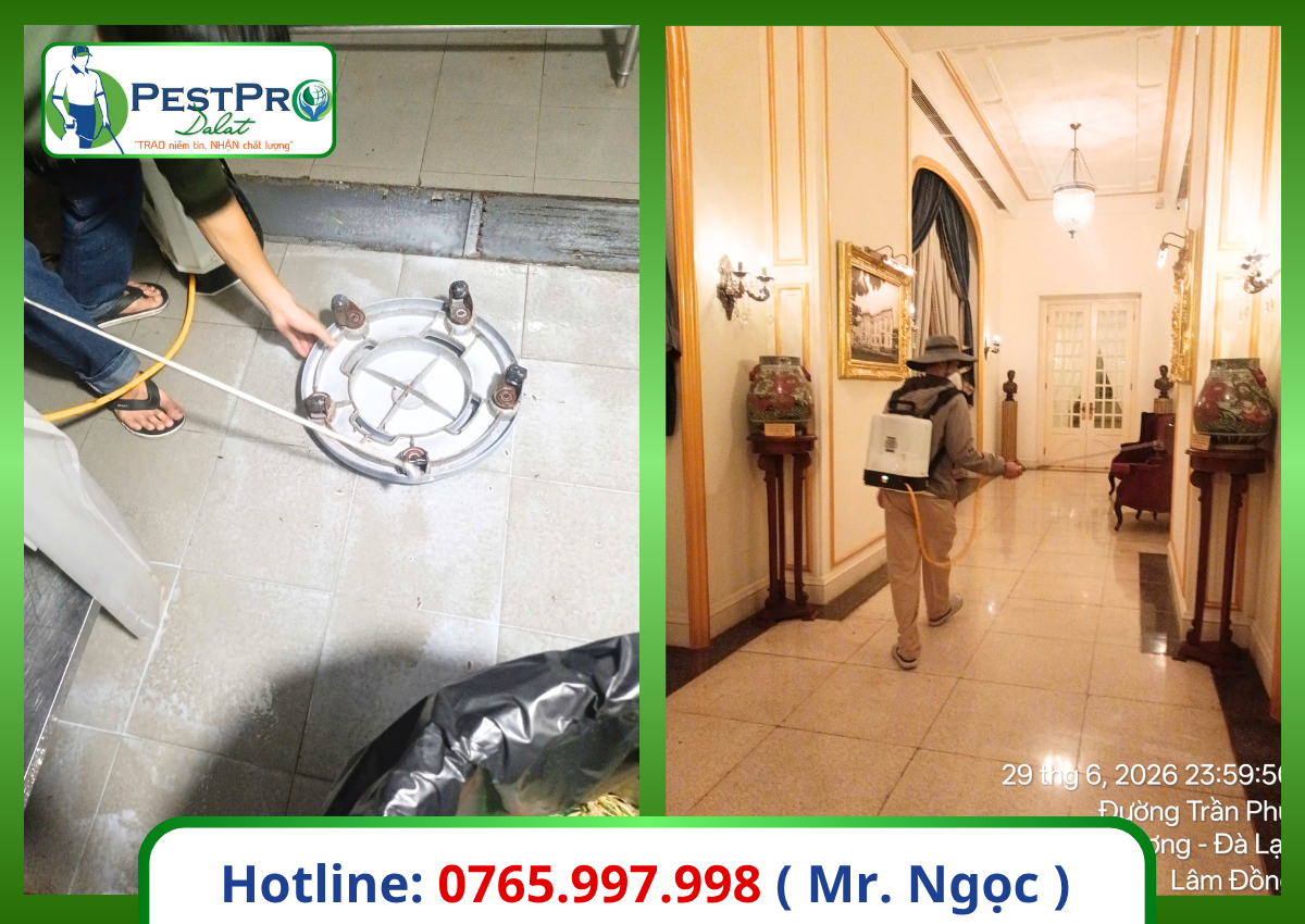 Diệt gián Đức tận gốc 