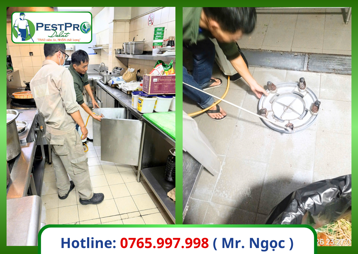 Diệt gián Đức tận gốc 