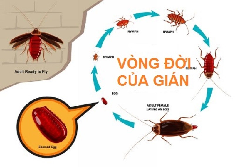 Kiểm Soát Gián Đức - Sơ đồ vòng đời phát triển của gián Đức từ trứng đến trưởng thành được Pestpro Đà Lạt phân tích