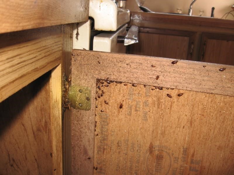 Kiểm Soát Gián Đức - Tủ bếp gỗ bị gián Đức làm tổ dày đặc ở bản lề và kẽ gỗ