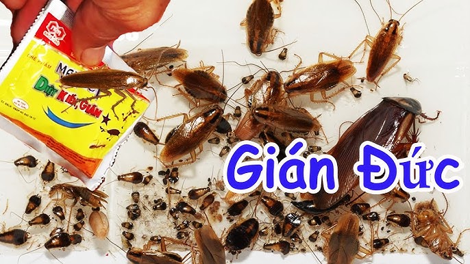 Kiểm Soát Gián Đức - Hiệu quả diệt hàng loạt gián Đức bằng gel mồi bả sinh học Pestpro Đà Lạt