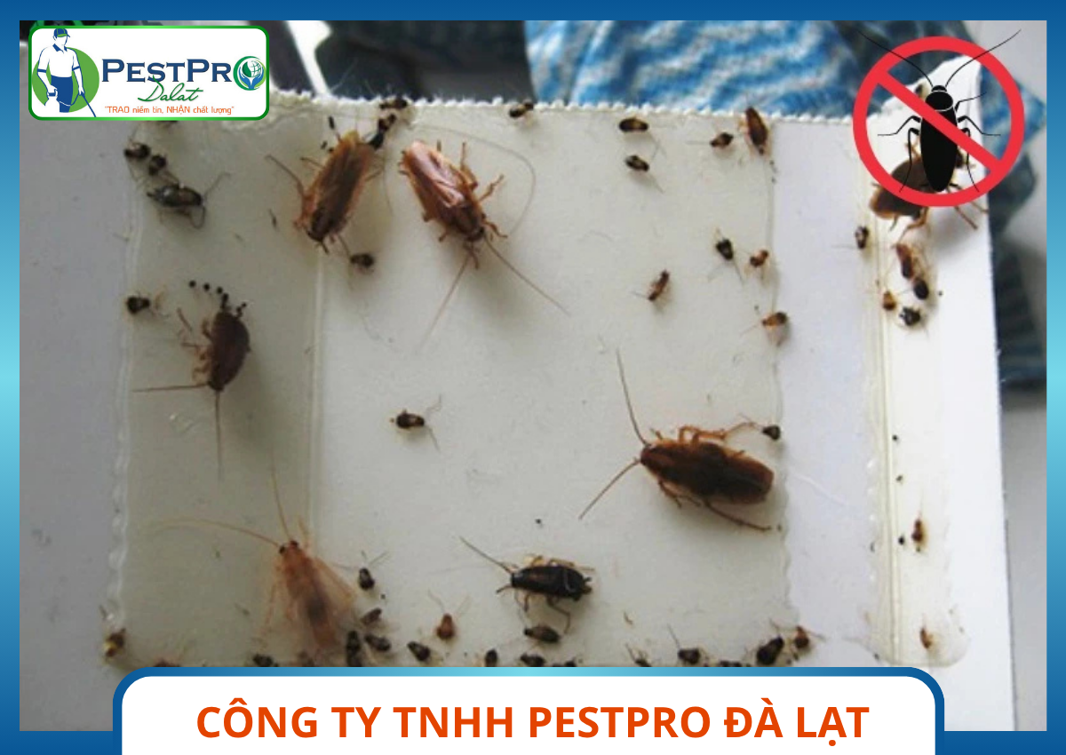 Chuyên Gia Pestpro Đà Lạt Kiểm Tra Và Thực Hiện Dịch Vụ Diệt Gián Đức Tận Gốc