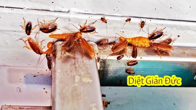 Tác Hại Của Gián Đức Gây Mất Vệ Sinh Tại Các Khu Vực Chung Cư Và Cần Diệt Gián Tận Gốc