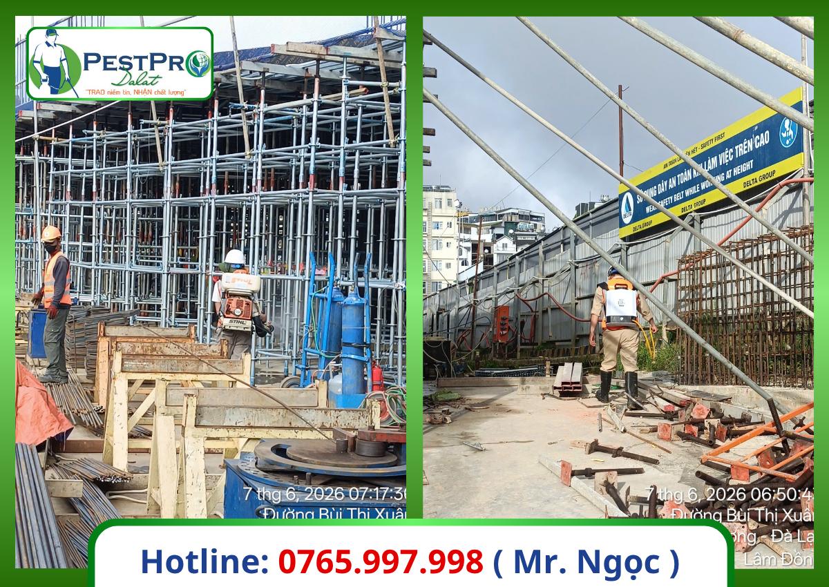 Công ty diệt mối tại Đà Lạt