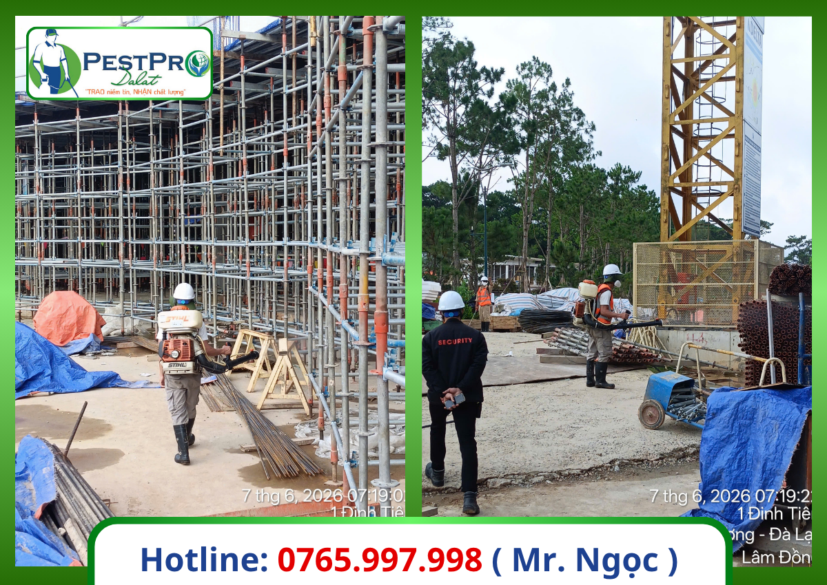 Diệt mối tận gốc tại Đà Lạt