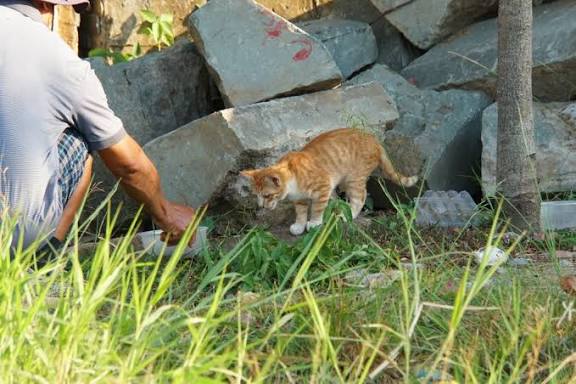 Khảo Sát Tập Tính Trú Ngụ Để Kiểm Soát Mèo Hoang Tại Đà Lạt Triệt Để - PestPro Đà Lạt
