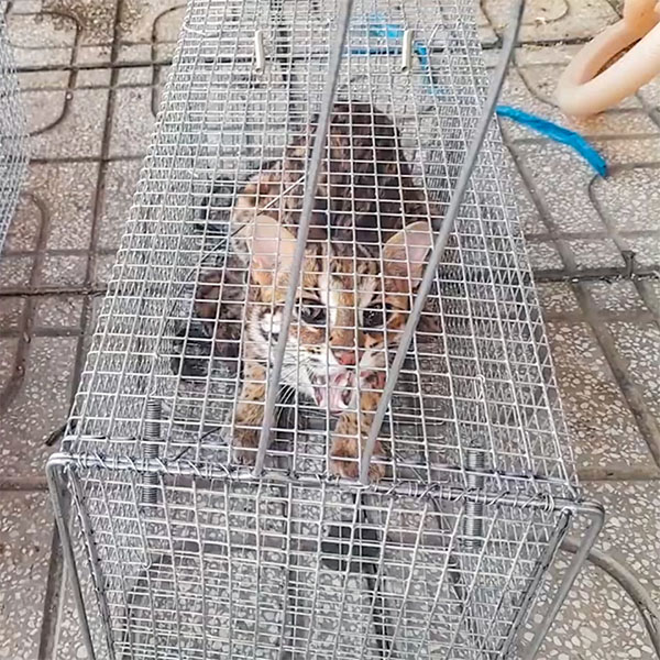 Lồng Bẫy Mèo Chuyên Dụng Trong Dịch Vụ Bắt Mèo Hoang Tại Đà Lạt Của PestPro Đà Lạt