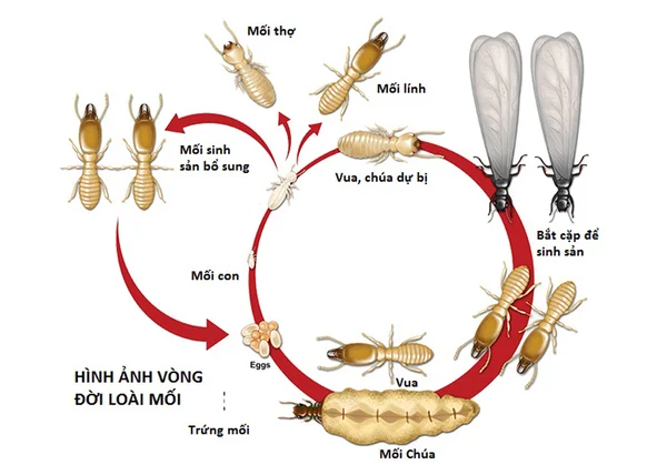 Vòng đời loài mối trong Dịch Vụ Diệt Mối Tại Phan Thiết PestPro Đà Lạt
