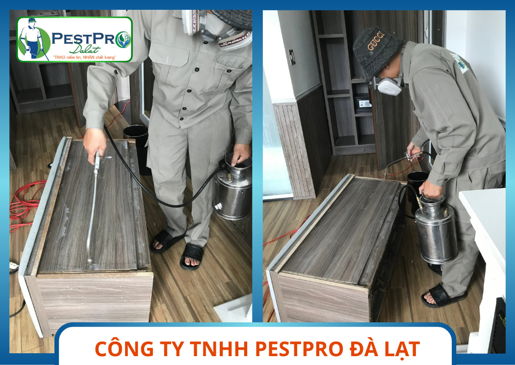 Đơn Vị Diệt Mối Chuyên Nghiệp Tại Đà Lạt - Phun Phòng Thuốc Diệt Mối Tủ Tivi Gỗ Của PestPro Đà Lạt