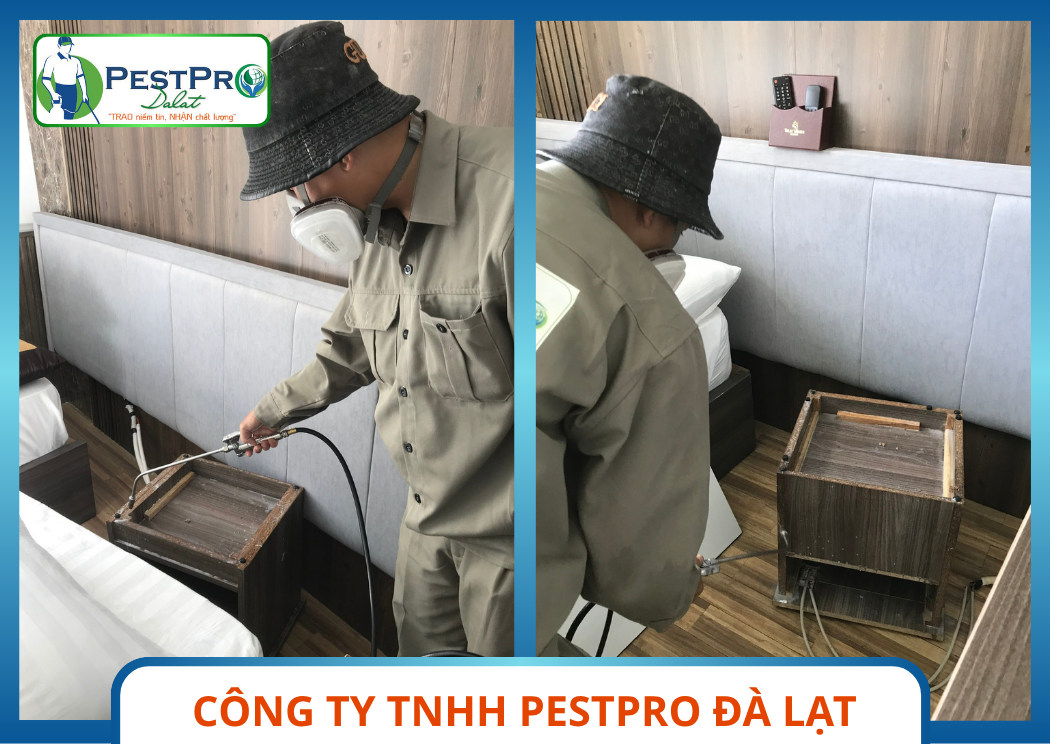 PestPro Đà Lạt cung cấp Dịch Vụ Diệt Mối chuyên nghiệp tại Phan Thiết
