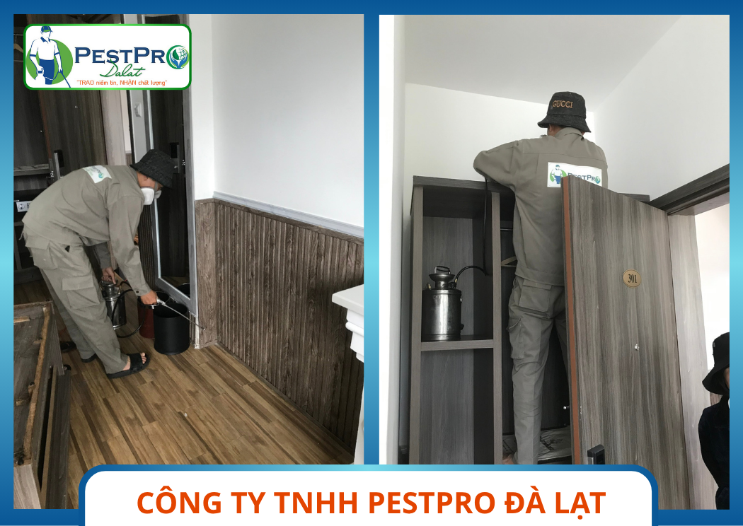 Kiểm Soát Mối Tại Đà Lạt - Kỹ Thuật Viên PestPro Đà Lạt Phun Thuốc Trong Kho Hồ Sơ Tài Liệu