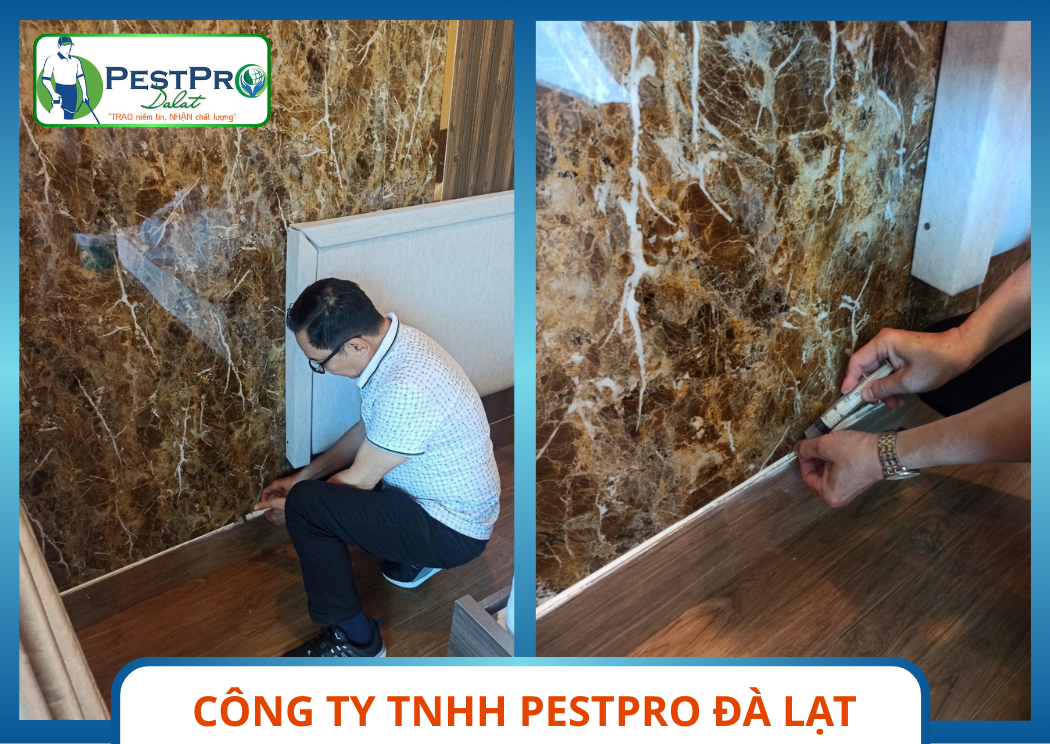 Dịch Vụ Diệt Mối Tại Phan Thiết PestPro Đà Lạt xử lý chân tường
