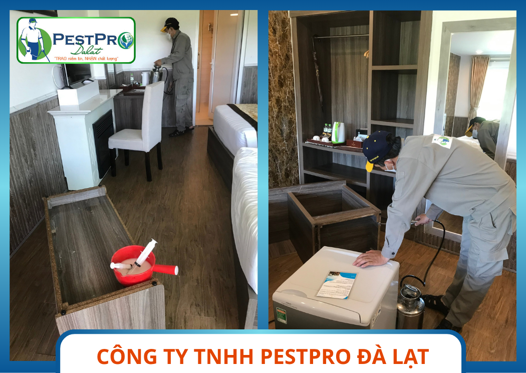 PestPro Đà Lạt thực hiện Dịch Vụ Diệt Mối tại Phan Thiết bằng thiết bị chuyên dụng