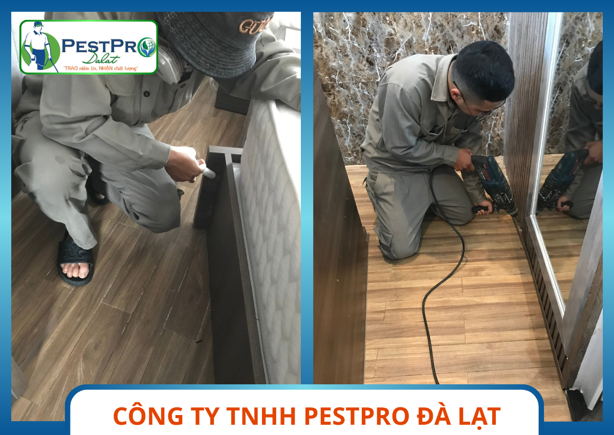 Đơn Vị Diệt Mối Chuyên Nghiệp Tại Đà Lạt - PestPro Đà Lạt Diệt Mối Tận Gốc Uy Tín