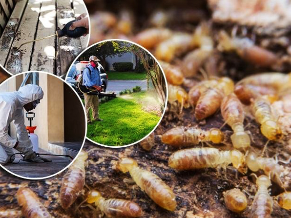 Dịch Vụ Diệt Mối Tại Phan Thiết PestPro Đà Lạt xử lý mối tại công trình