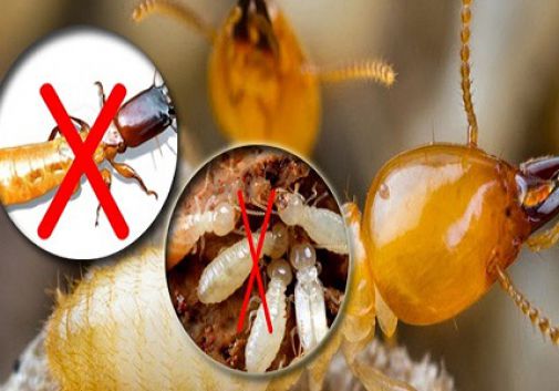 Diệt mối tận gốc tại Đà Lạt