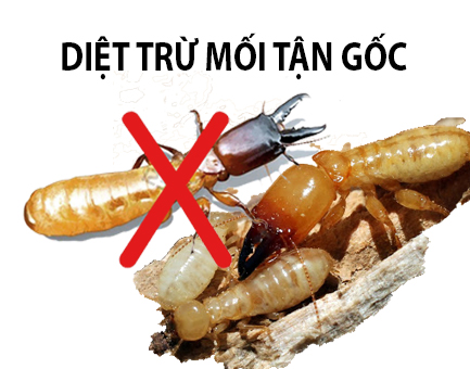 Diệt mối tận gốc