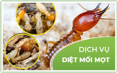 Xử Lý Mối Mọt - Biểu tượng dịch vụ diệt mối mọt chuyên nghiệp của Pestpro Đà Lạt