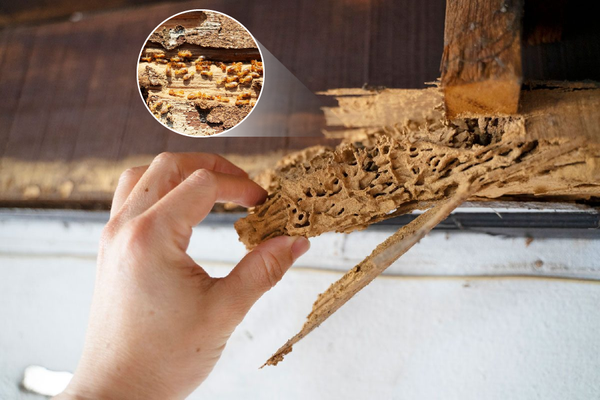 Xử Lý Mối Mọt - Kết cấu gỗ mái trần bị mối ăn rỗng ruột đùn tổ đất kín bên trong