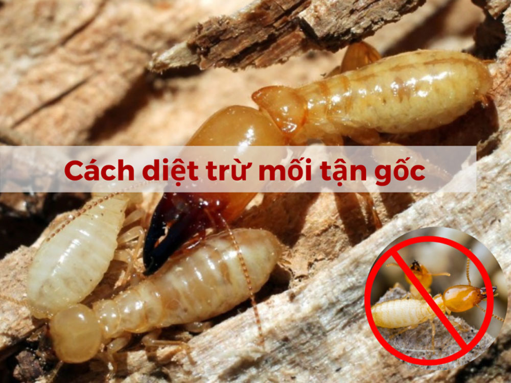 Diệt mối tận gốc