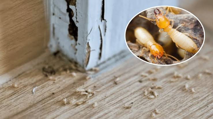 Xử Lý Mối Mọt - Chân khung cửa gỗ bám sát tường gạch bị mối đùn đất phá hủy nát vụn