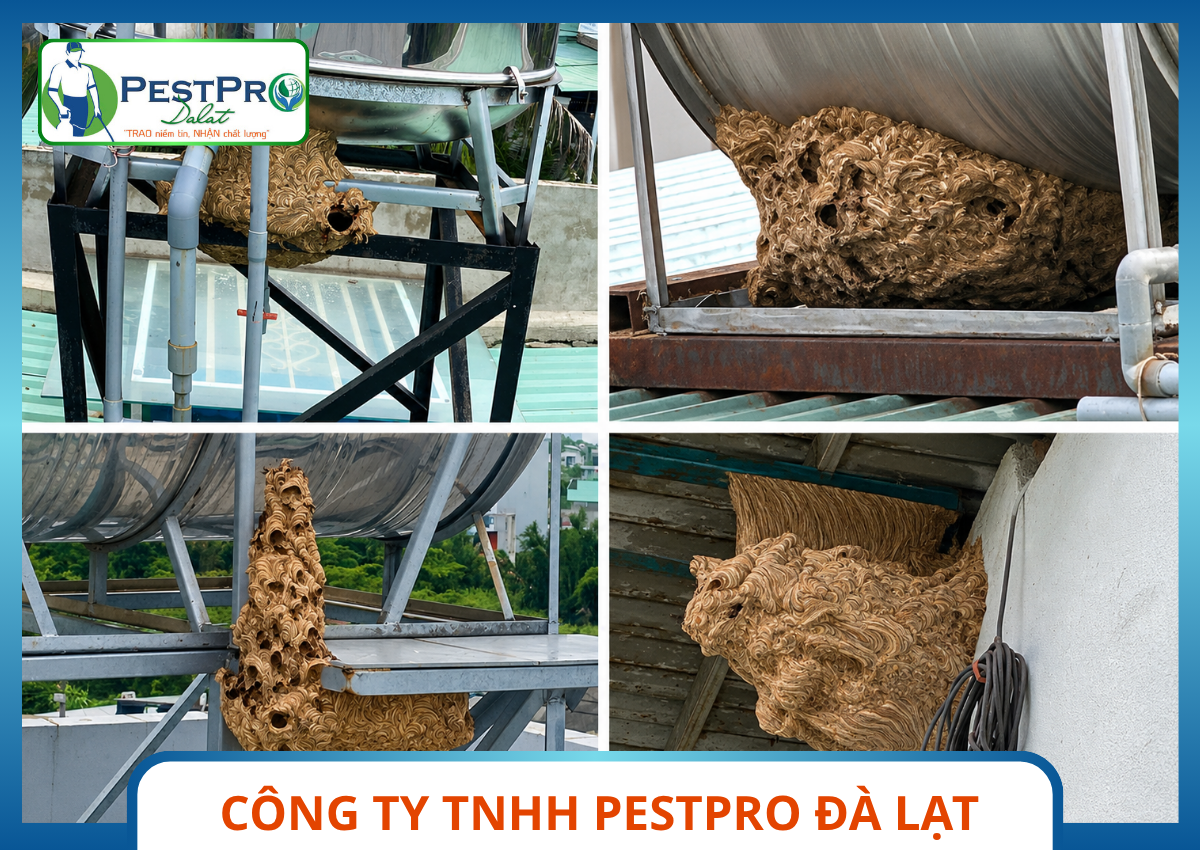 Xử Lý Tổ Ong Nguy Hiểm Tại Đà Lạt - Các vị trí ong vò vẽ làm tổ phổ biến dưới bồn nước inox