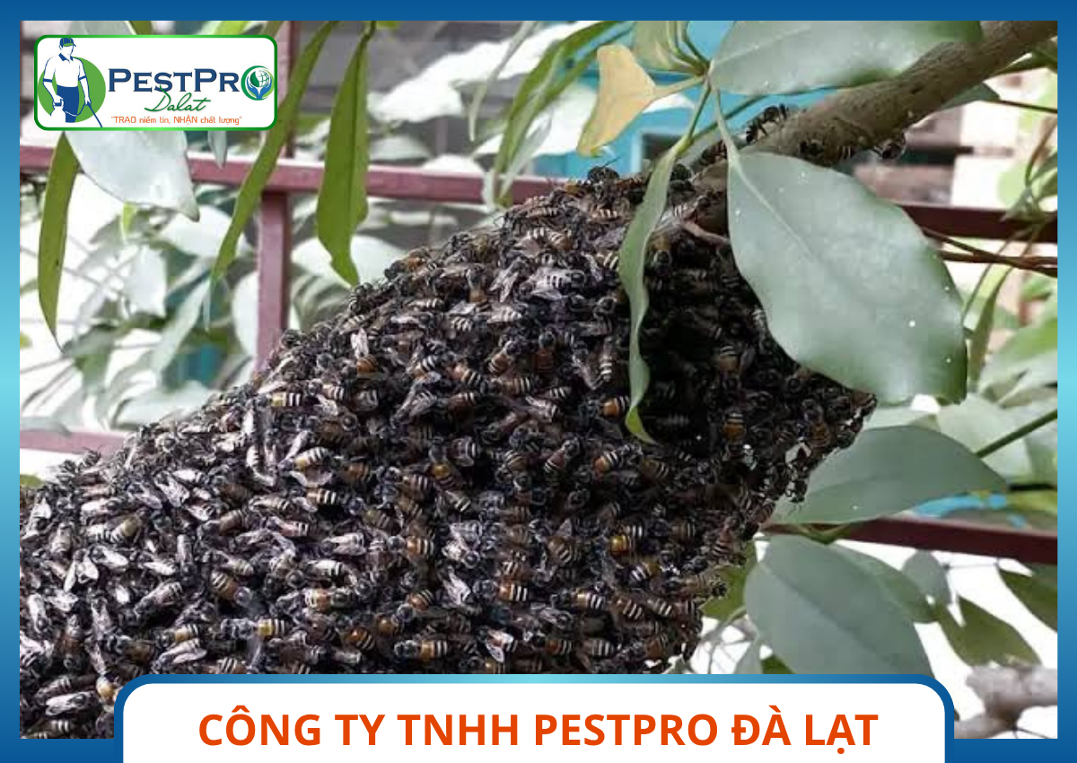 Chùm Ong Mật Và Ong Khoái Bu Bám Cành Cây Cần Xử Lý Tổ Ong Nguy Hiểm Pestpro Đà Lạt