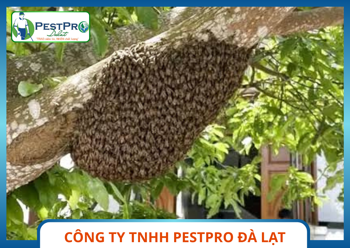 Khối Đàn Ong Bám Thân Cây Cổ Thụ Được Xử Lý Tổ Ong Bởi Dịch Vụ Pestpro Đà Lạt