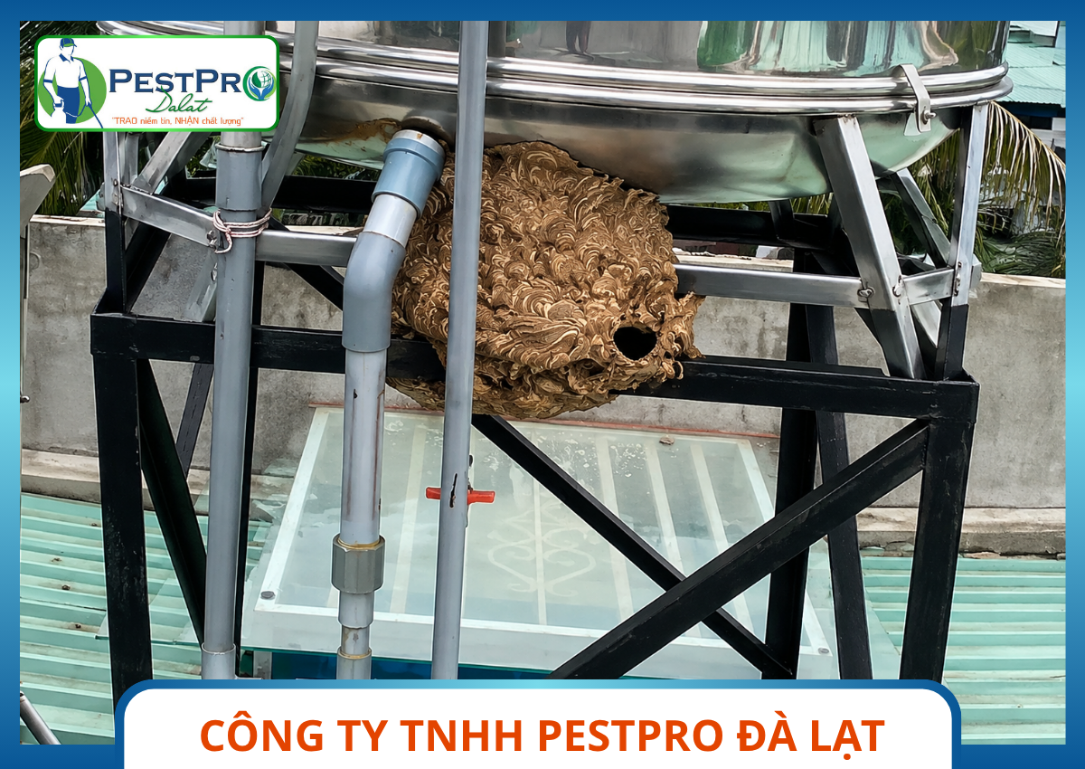 Xử Lý Tổ Ong Nguy Hiểm Tại Đà Lạt - Tổ ong vò vẽ bám chặt chân bồn nước inox trên mái kính