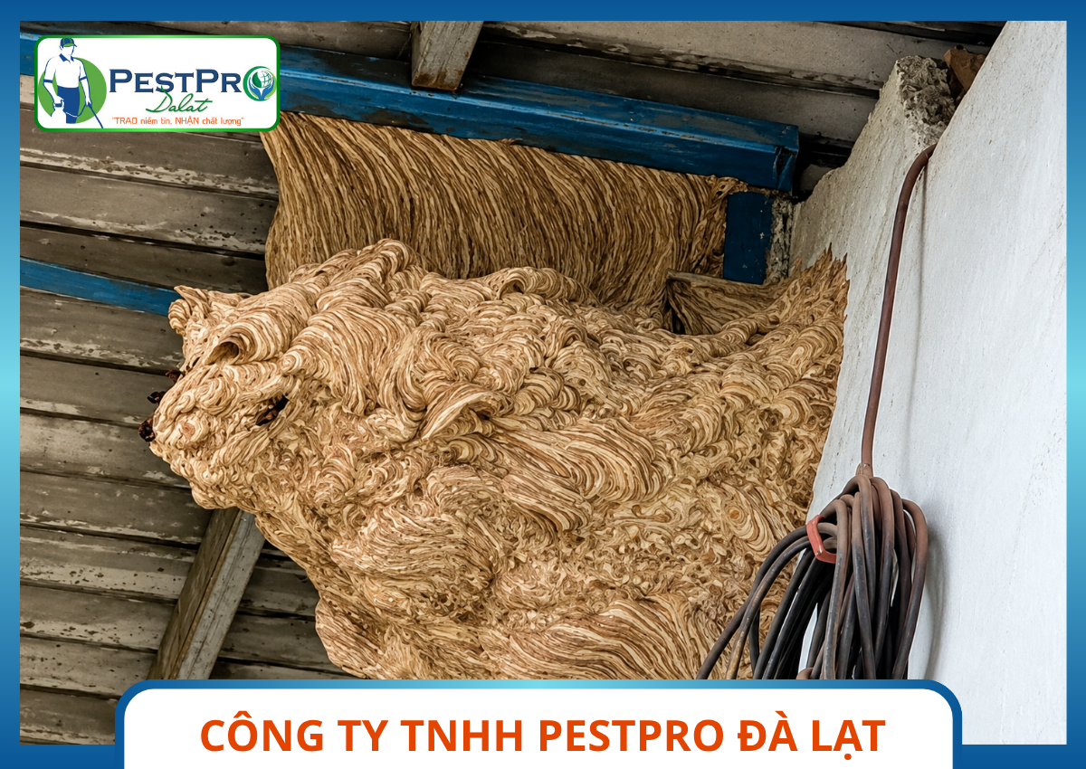 Xử Lý Tổ Ong Nguy Hiểm Tại Đà Lạt - Tổ ong vò vẽ khổng lồ bám góc tường xà gồ thép sát dây điện