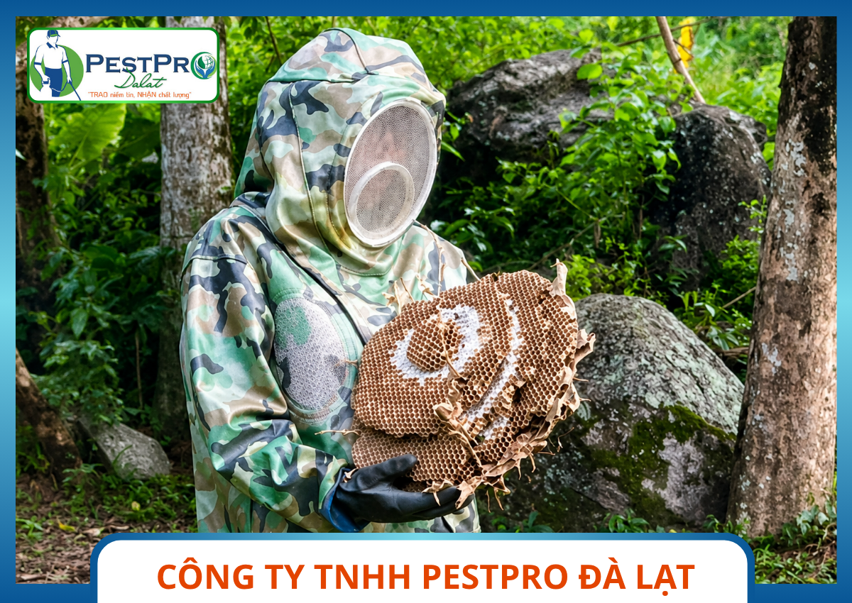 Kỹ Thuật Viên Mặc Đồ Bảo Hộ Bắt Tổ Ong Chuyên Nghiệp Tại Pestpro Đà Lạt Xử Lý Tổ Ong Nguy Hiểm